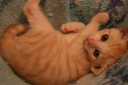 茶トラのオスです。
とても活発