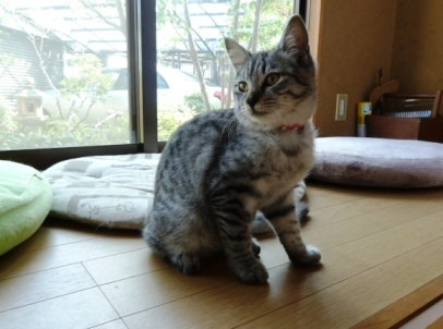 アメショミックス風のグレートラ、