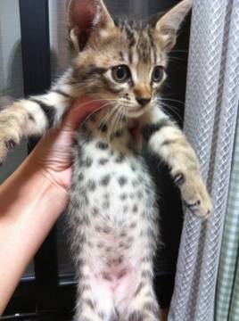 9/3産まれのそっくりのキジトラ