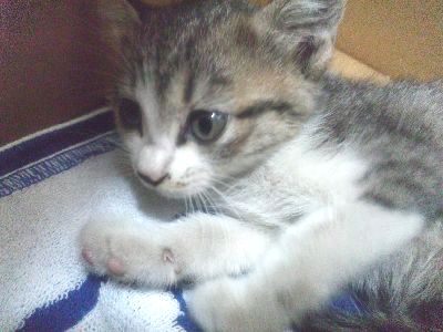 サバトラで背中の白い丸がチャーム