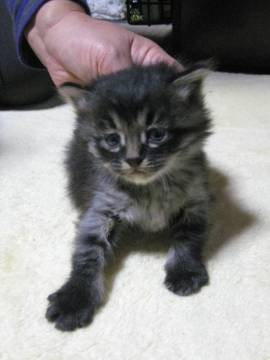 黒っぽいキジトラで、毛が長めでフ