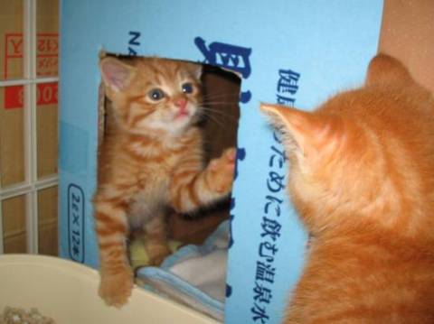 人にも猫にもとても懐きます。
