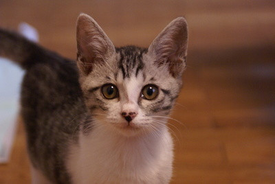 グレートラ　白
尻尾は長い
