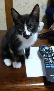 元気に走り回ったり甘えたり・・・