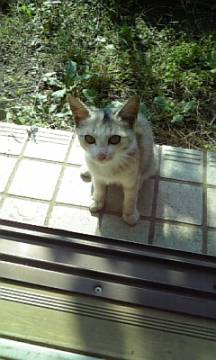 甘えん坊で、おしゃべりな子です。