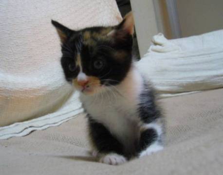 ２匹保護した内の１匹の三毛の雌猫
