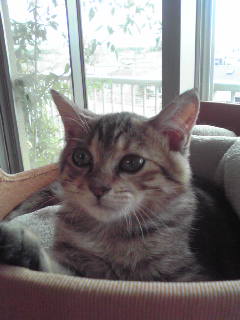 茶色いやや毛の長い子です。毛が柔