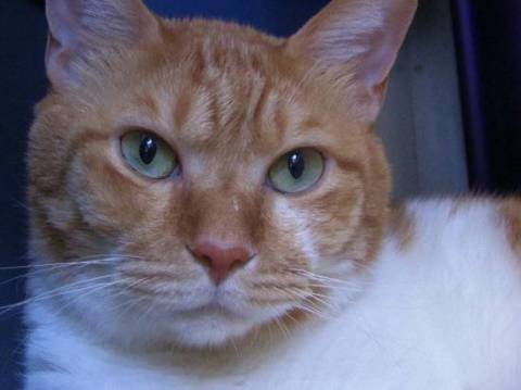 静岡県 体重 約６キロで少し大きめです 猫の里親募集 ネコジルシ