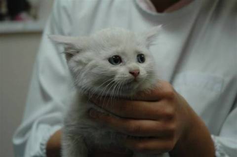 生後50日くらい、おちゃめ顔のし