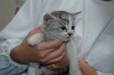 生後50日くらい、グレーのトラの