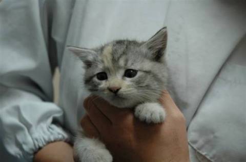 生後50日くらい、うすい三毛の男