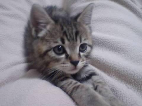 生まれたてのときはシロクロのトラ