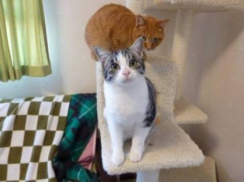 可愛いお目目のきじしろの男の子で