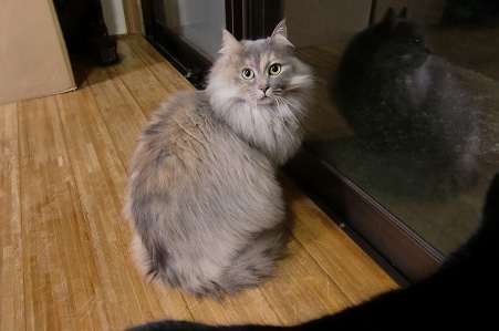 長毛でゴージャスな猫さんです♪