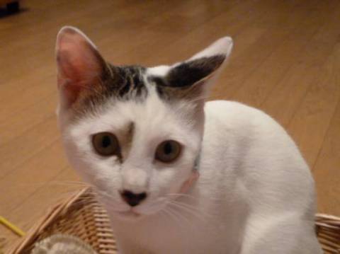 我が家は、保護猫が出たり入ったり