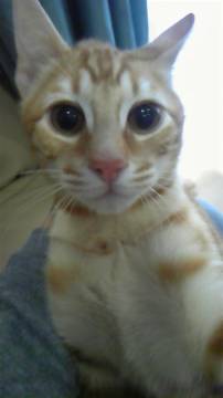 ベンガルの仔猫です。
とても人