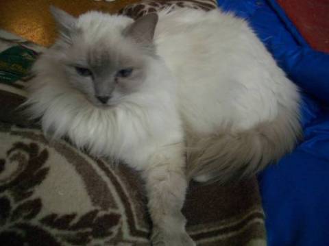 種類：バーマン
性格：大人しく