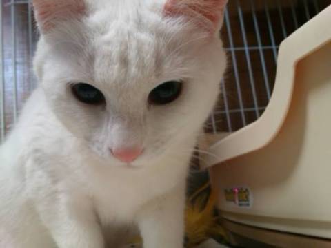 真っ白に見えますが、頭の所に黒い