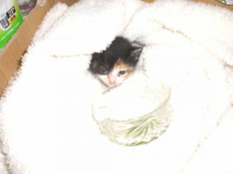 しっぽの先がちょっと曲がってます