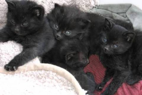 すべて黒猫で５匹います。まだ生ま