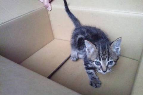 写真を撮るのが難しいですね。猫は