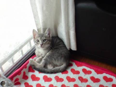 子猫は全員しっぽがきれいでまっす