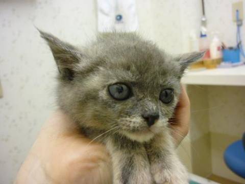 毛色：茶色が混じった灰色

