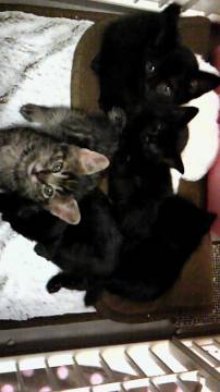 ５匹の内訳はオス３匹、メス２匹で