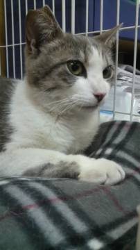 白にきれいなグレー模様の猫ちゃん