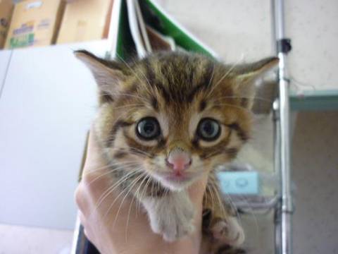 毛色：キジトラ・白

最初だ