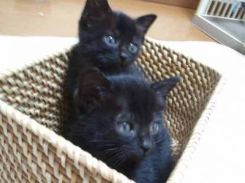 ２匹ともに黒ネコのオスです。
