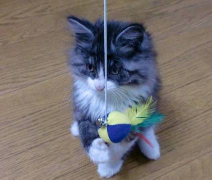 中長毛MIX 
グレイでアンダ