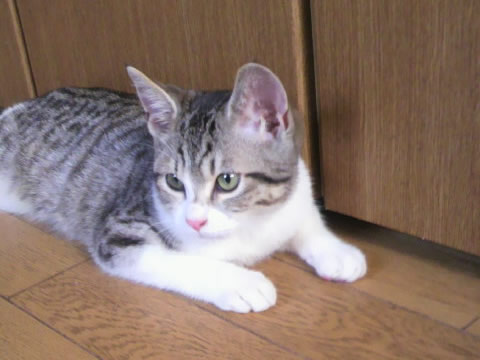 人間が大の大好きで、めちゃめちゃ