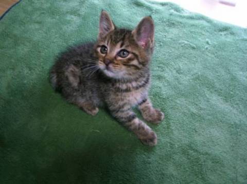 ちょこ丸
キジトラの元気な男の