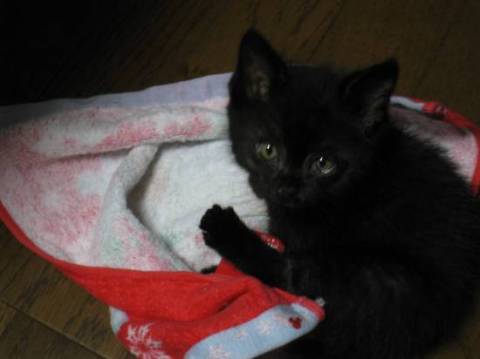 黒猫のかわいい女の子です。
と