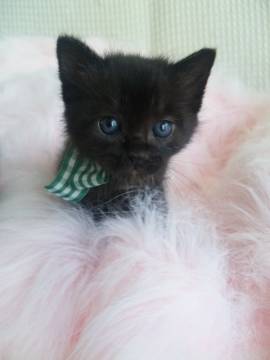 おとなしいおっとりさん。
仔猫