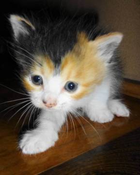 三毛猫の短毛。
胸のあたりに◆