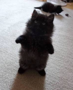 全身黒色の子熊のような猫。
フ
