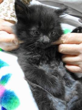 全身黒色の子熊のような猫。
フ