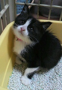 ハチワレの白ひげ。尻尾はまっすぐ
