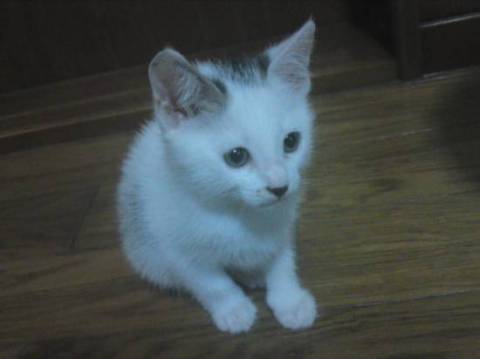 全体的に白い猫ですが、頭の後ろに