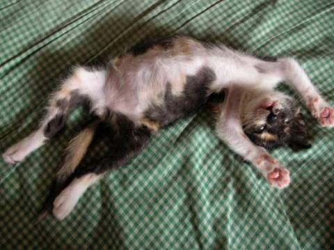 三毛猫のメスです。
色柄的には
