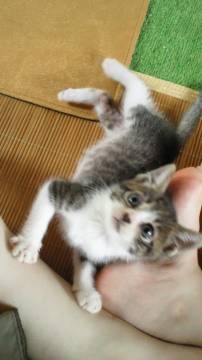 6匹生まれた中で、一番小さい体だ