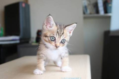 手足は長い方だと思いますが、後ろ