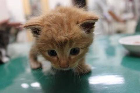 半長毛でとても可愛いです

