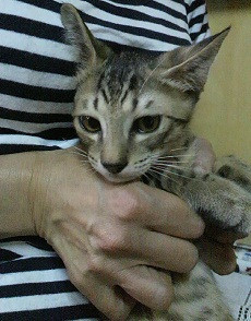 親猫が小柄なので、そんなに大きく