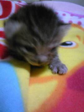 アメショーっぽい柄の子が2匹とキ