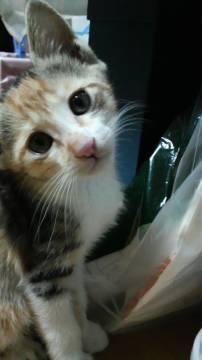 ５月８日生まれ。三毛猫。