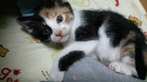 ５月４日生まれ。三毛猫。