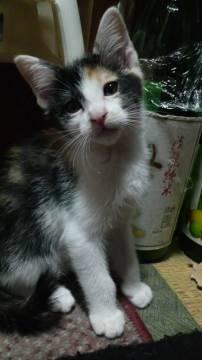 ５月４日生まれ。三毛猫。